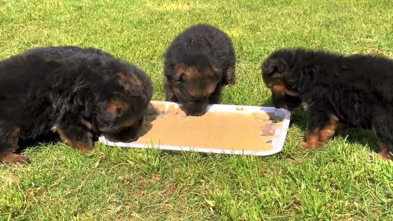 Pupps diet practically | German shepherds