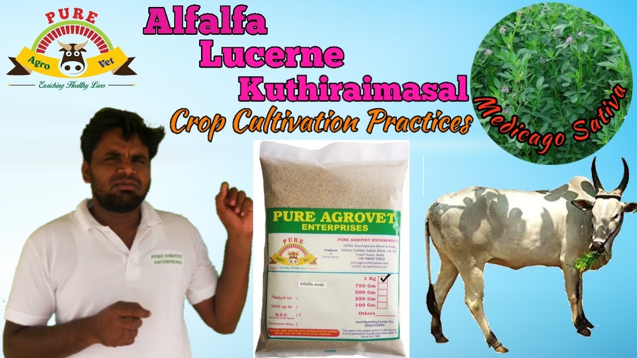 Alfalfa / Lucerne / Kuthiraimasal / Burgundy Clover (Medicago sativa) || Crop Cultivation Practices