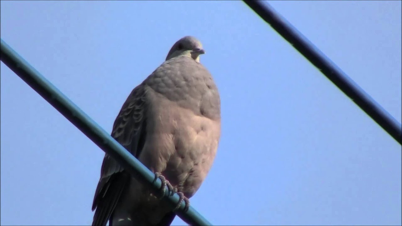 キジバトの鳴声