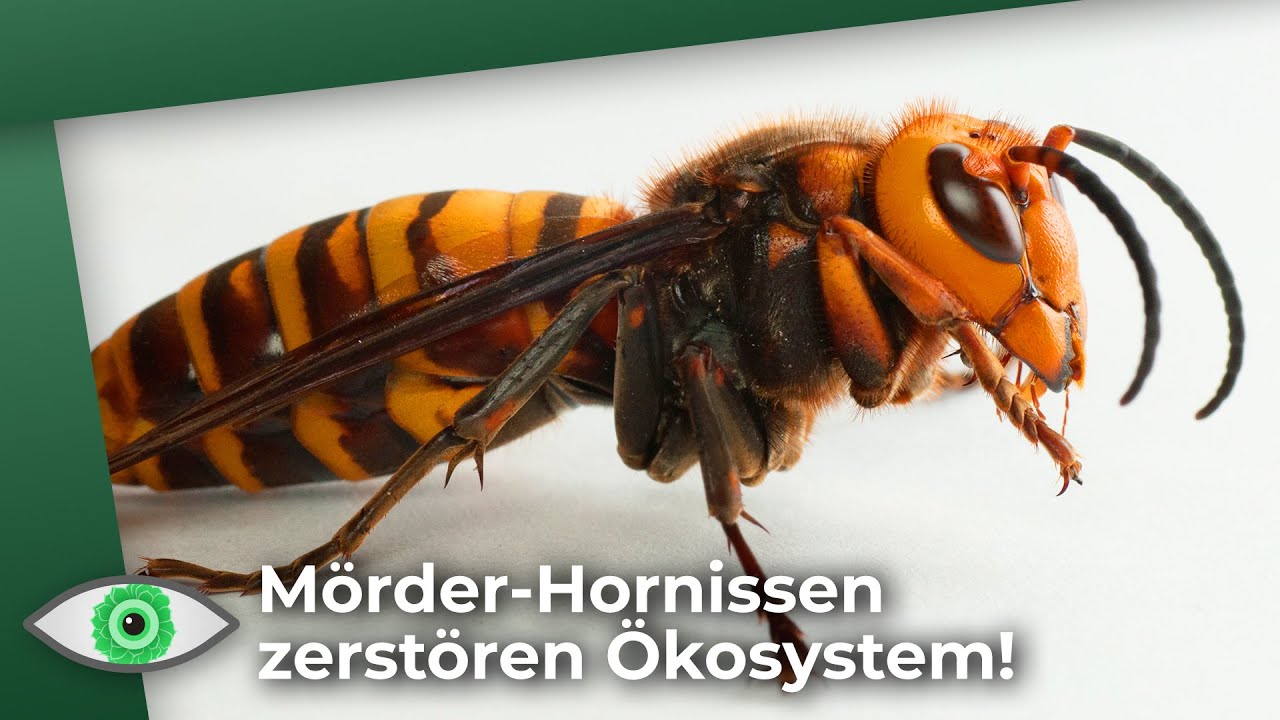 Killer-Hornissen: Invasive Arten bedrohen Ökosysteme! - Clixoom nature