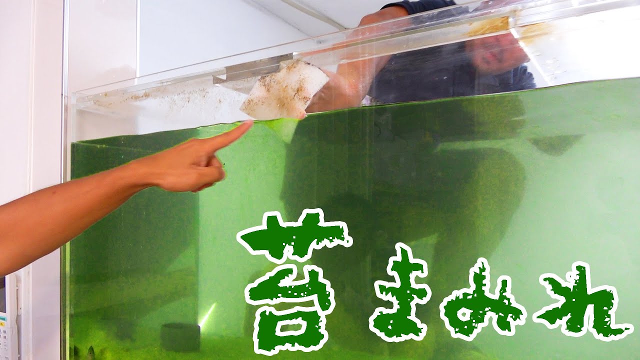 100万円の水槽についた汚れをピカピカにする