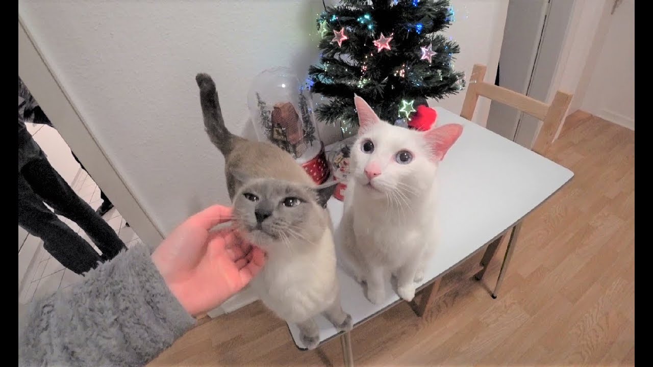 🎄 A Day in the Life of my Cats (Christmas Eve) || 🎄 Ein Tag im Leben meiner Katzen (Heiligabend)