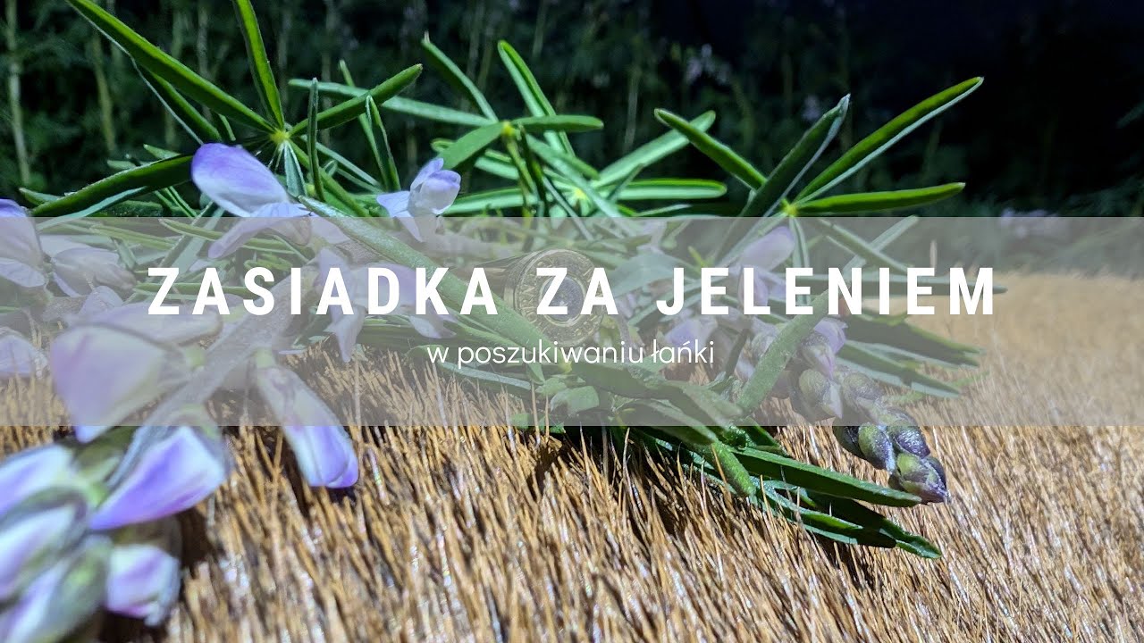 DIANA BYC 14/2025 Zasiadka za jeleniem