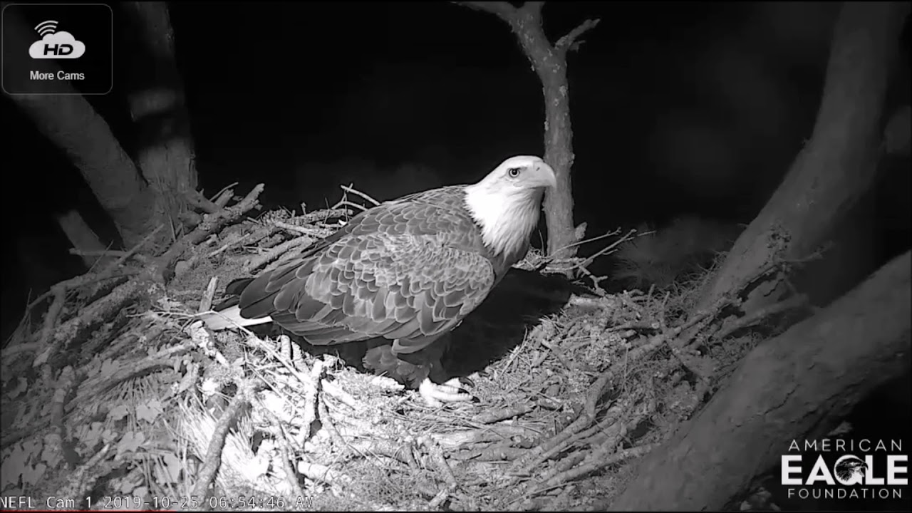 AEF NEFL Eagle Cam 10-25-19: Night Views of Gabrielle Lying in the Nest