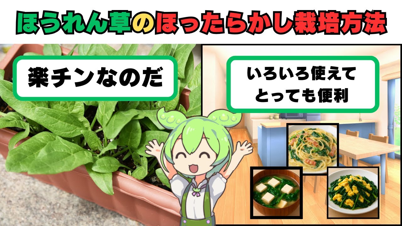 ほったらかしでOK！ベランダでもほうれん草がモリモリ育つ育て方【家庭菜園】