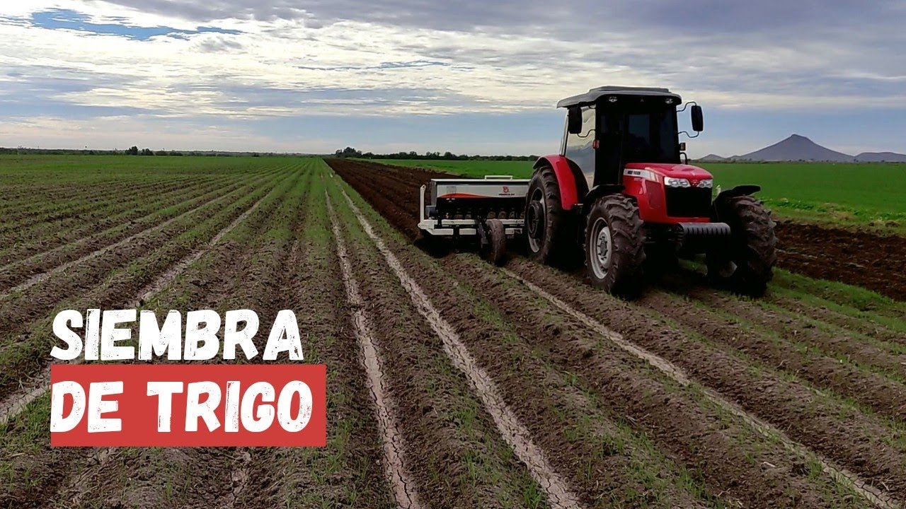 SIEMBRA DE TRIGO EN SONORA , MÉXICO  2021-2022