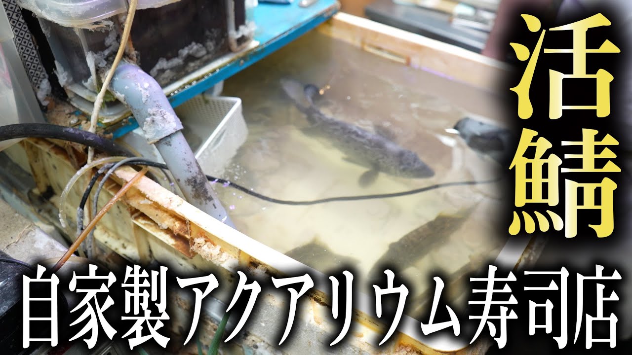 自家製アクアリウム寿司店で生きた鯖を注文してみた