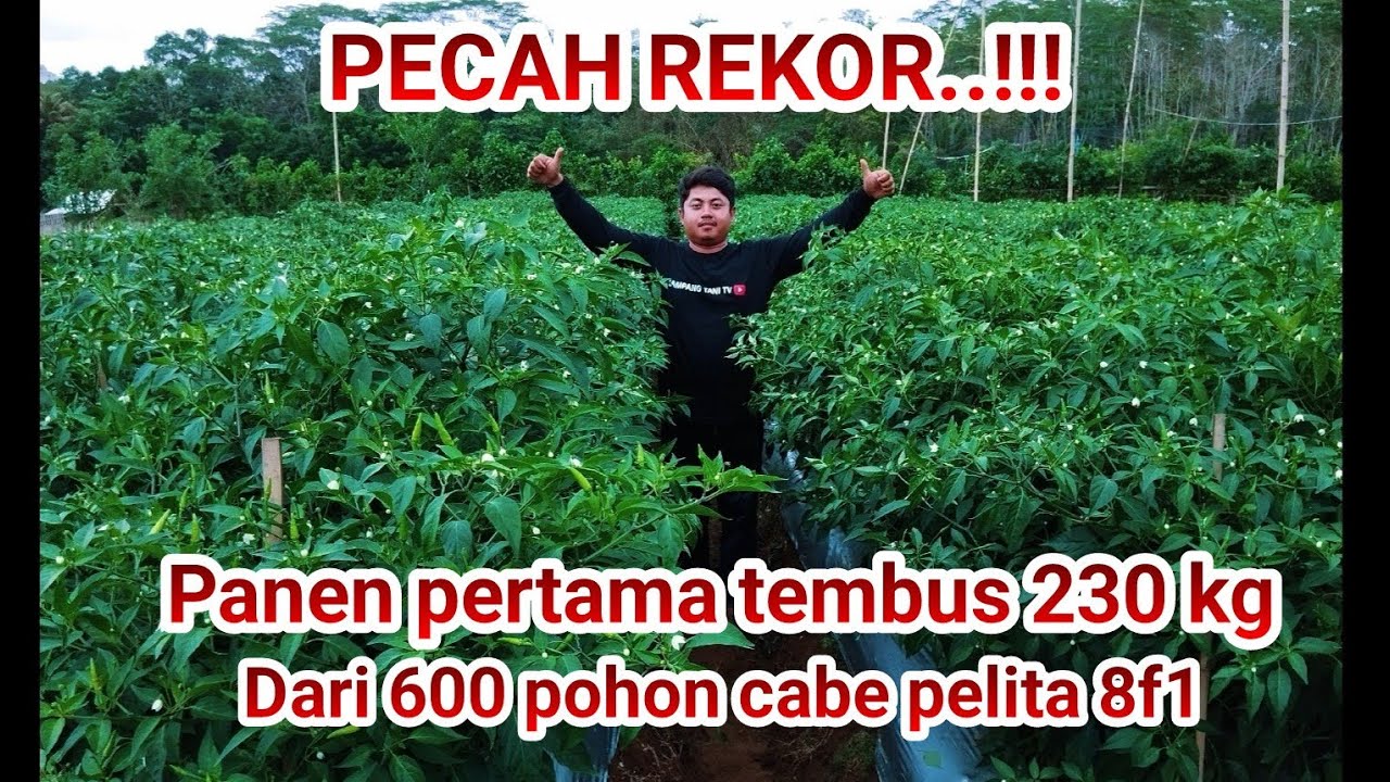 PECAH REKOR..!! PANEN PERTAMA CABE PELITA 8 F1 TEMBUS 200KG DARI 600 POHON.. MANTAP