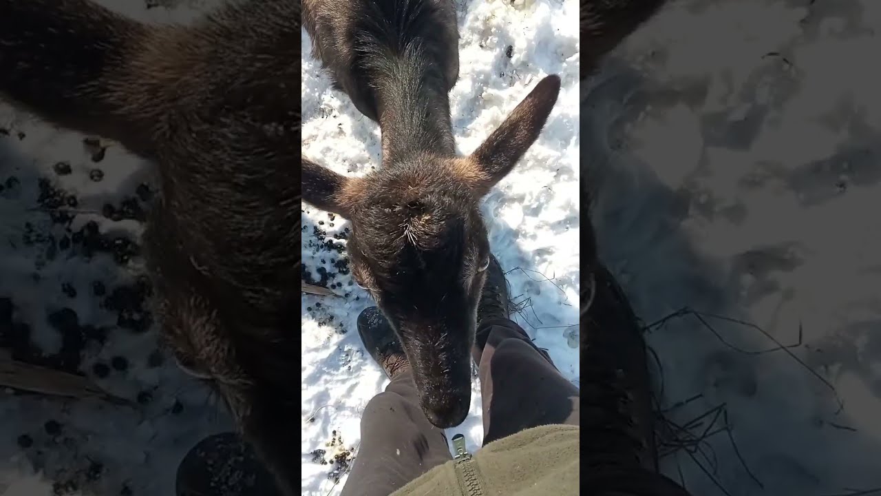Значение воды для коз 