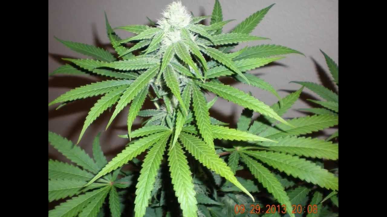 Grow # 4 ep 10 