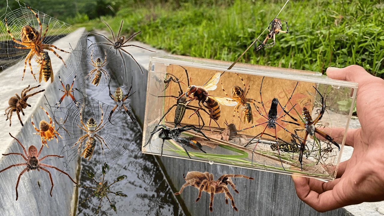 I Found Weaver Orb Spider In This River !! Golden Orb Attack Wasp