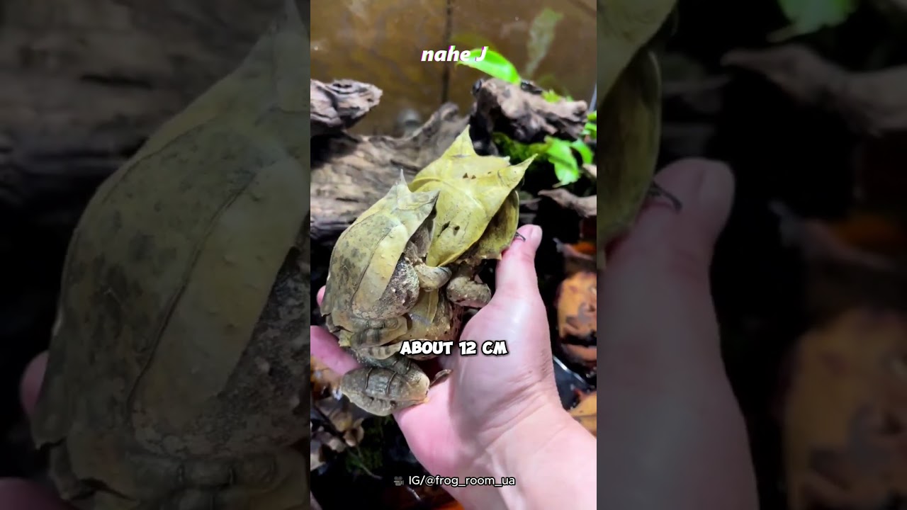 Long-Nosed Horned Frog #shorts