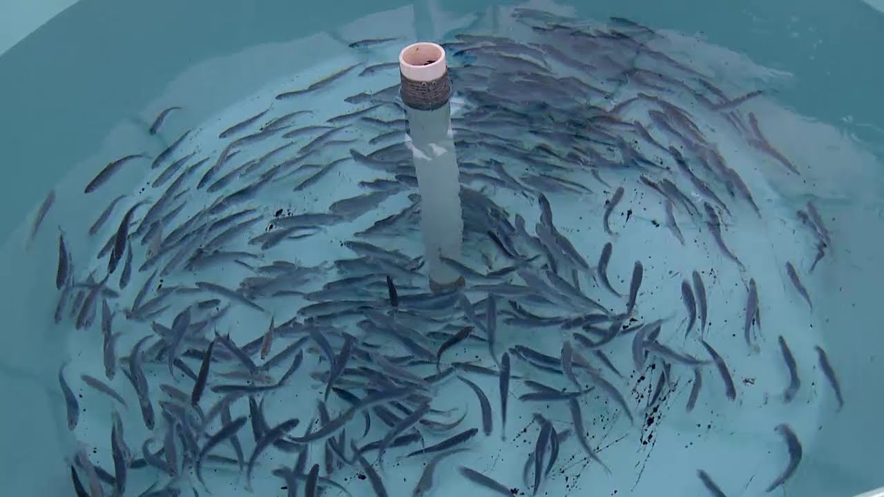 Closed containment - The future of fish farming
