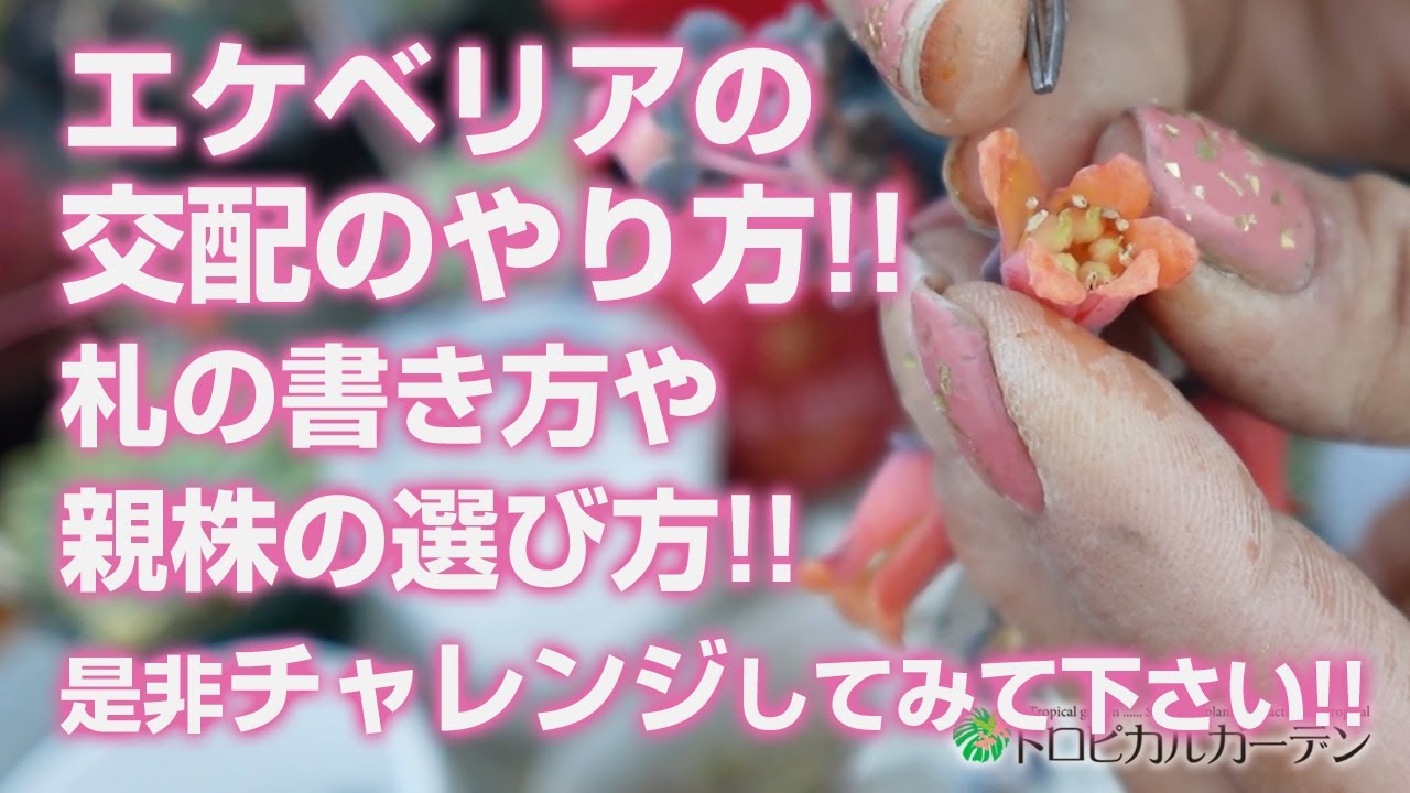 【多肉植物】エケベリアの交配のやり方!!札の書き方や親株の選び方!!是非チャレンジしてみて下さい!!【succulent】トロピカルガーデン