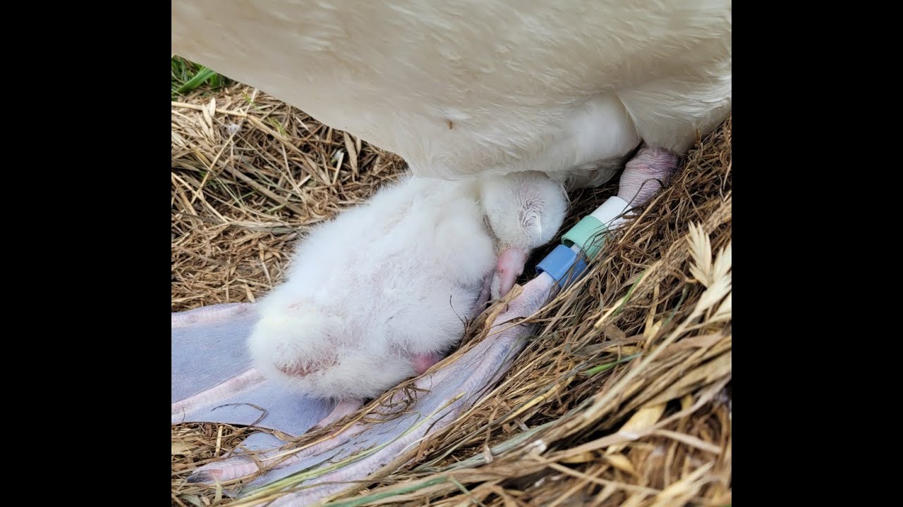 Royal Albatross - The exchange of chicks... Little one TF needs to be fed immediately ! 🐣💙👑🦑