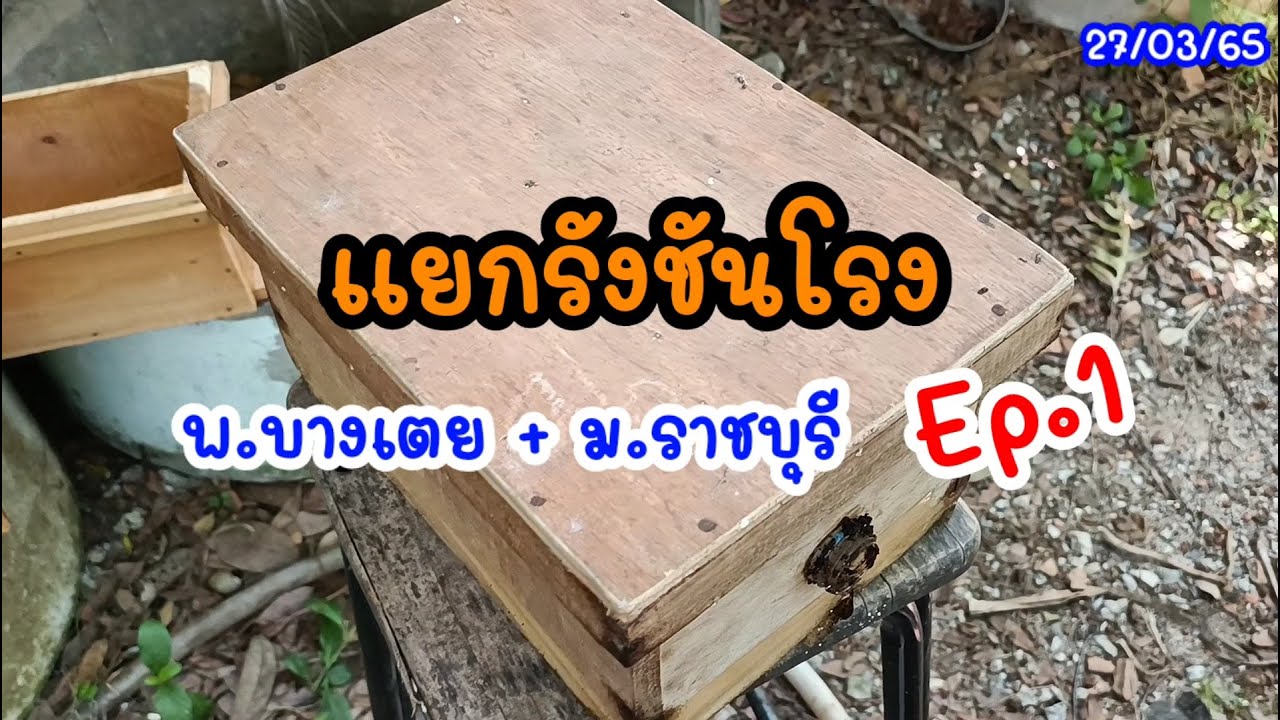 แยกรังชันโรง พ.บางเตย+ม.ราชบุรี Ep.1 (27/03/65) #ชันโรง #แยกรังชันโรง