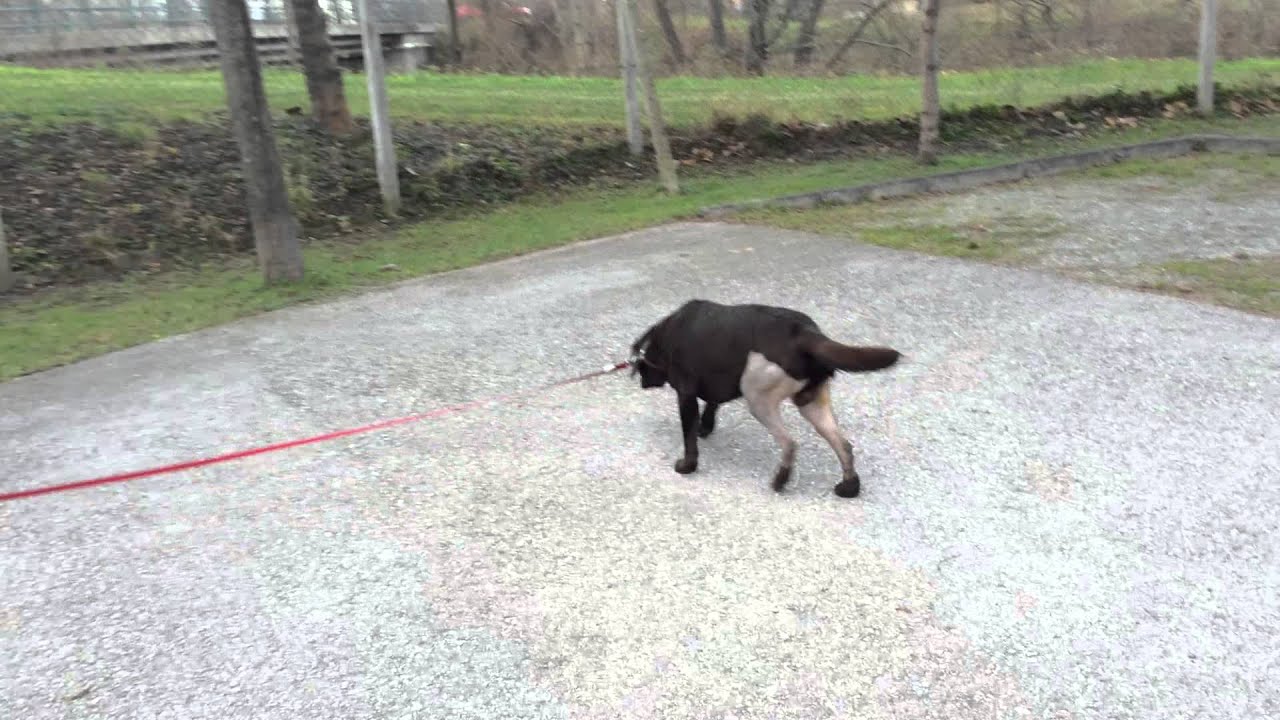 10 Monate alter Labrador Retriever "Snicker" - einen Tag nach beidseitiger TPLO
