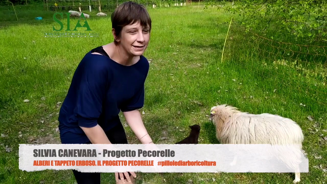 Alberi e tappeto erboso. Il progetto pecorelle - #pillolediarboricoltura n.16