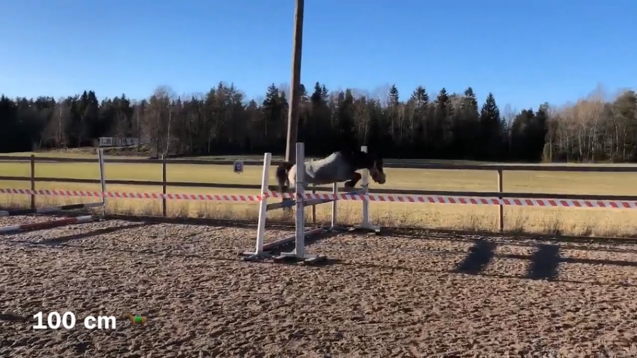 Challenge - Löshoppning 🐎🤩