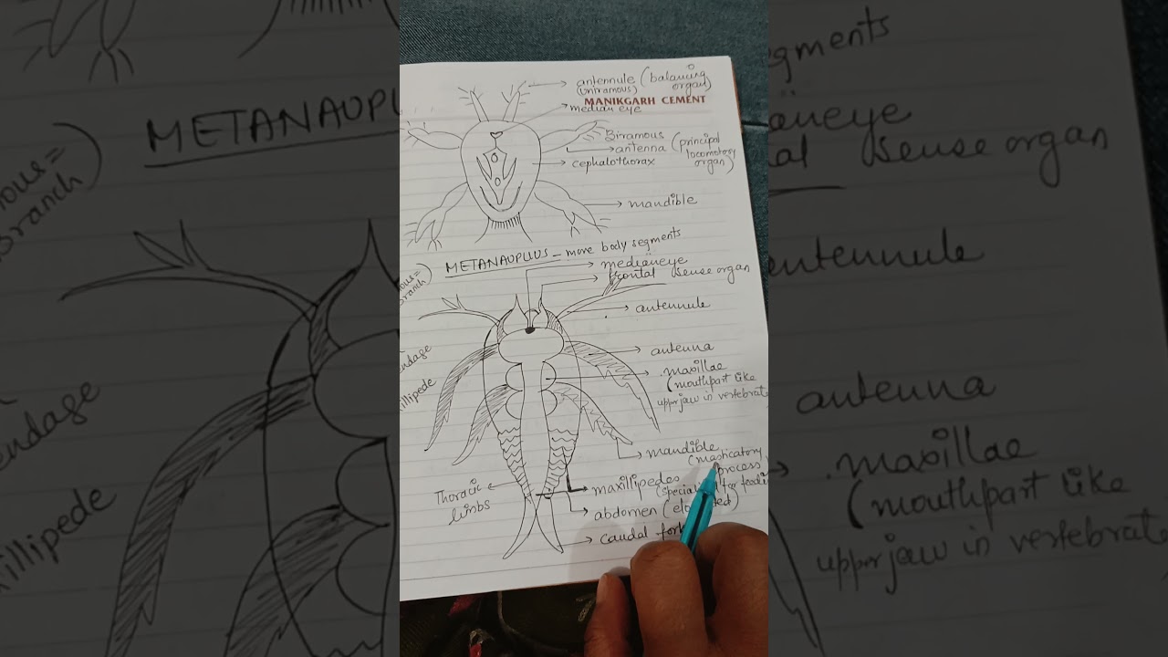 larval forms of crustaceans