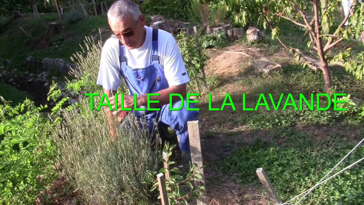 TAILLE DE LA LAVANDE