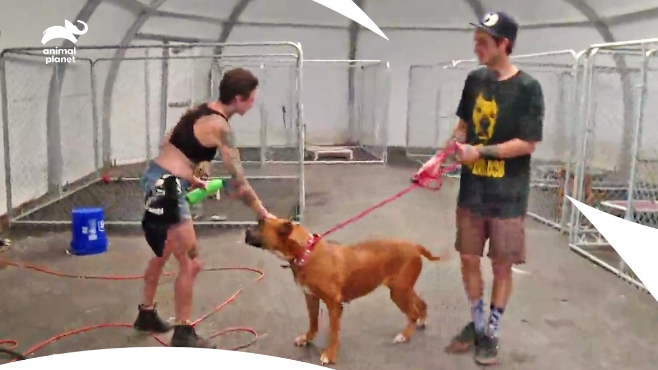 Loving Couple Hopes To Give a Rescue Dog New Life| Pit Bulls & Parolees S7b E14,15,16| Animal Planet