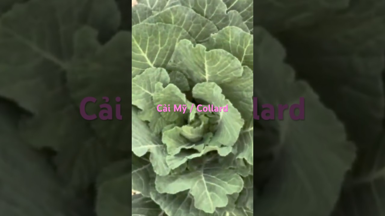 Cây Cải Mỹ / Collard and Swiss Chard