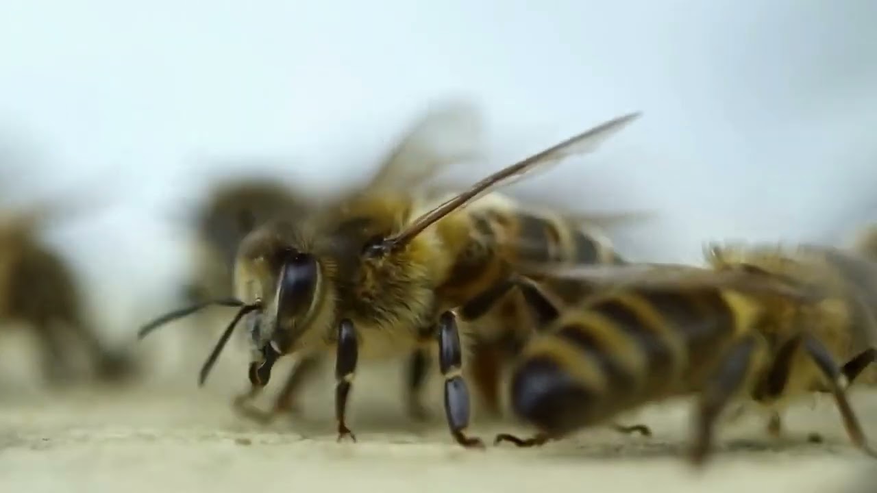 The power of humming 🐝