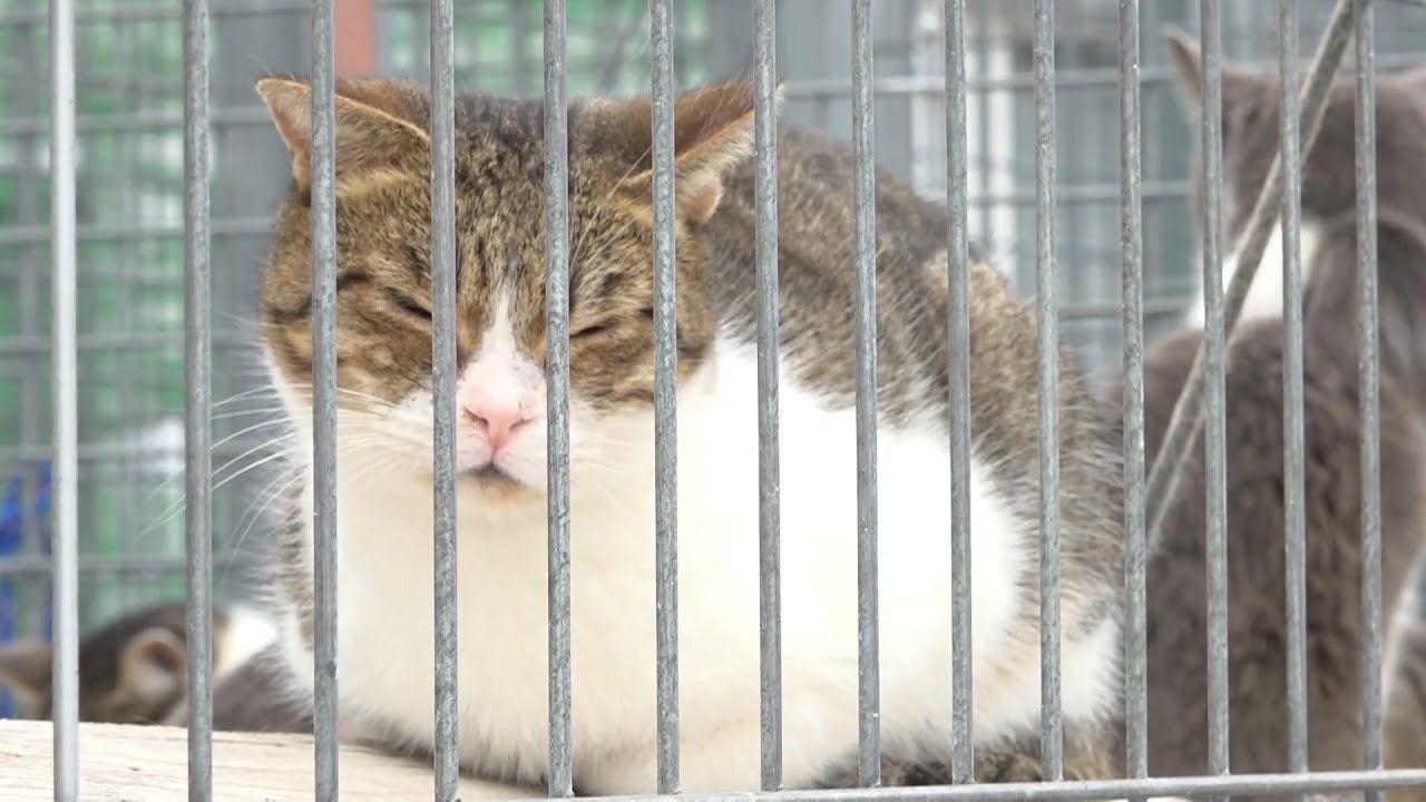 El CAAD fa una crida a les adopcions d'animals de compayia davant la saturació del centre