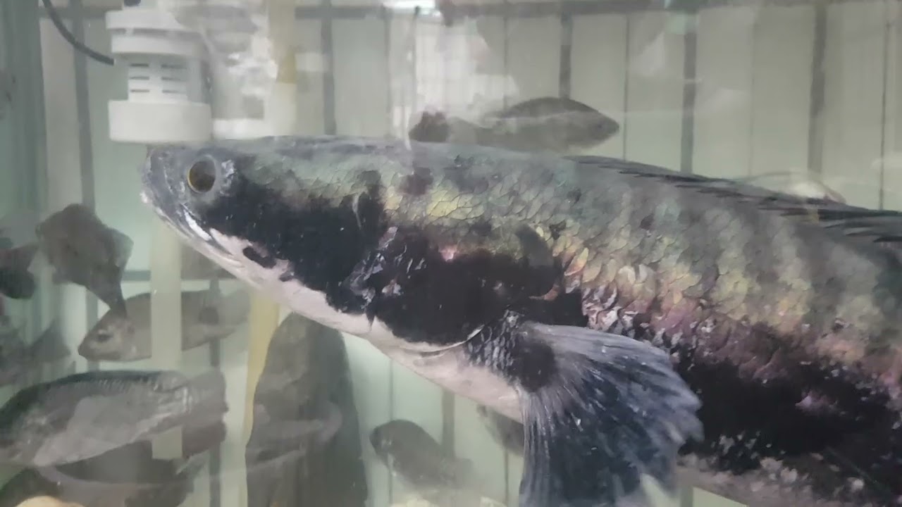 20250928，吳郭魚仔跟小盾鱧，（原）10