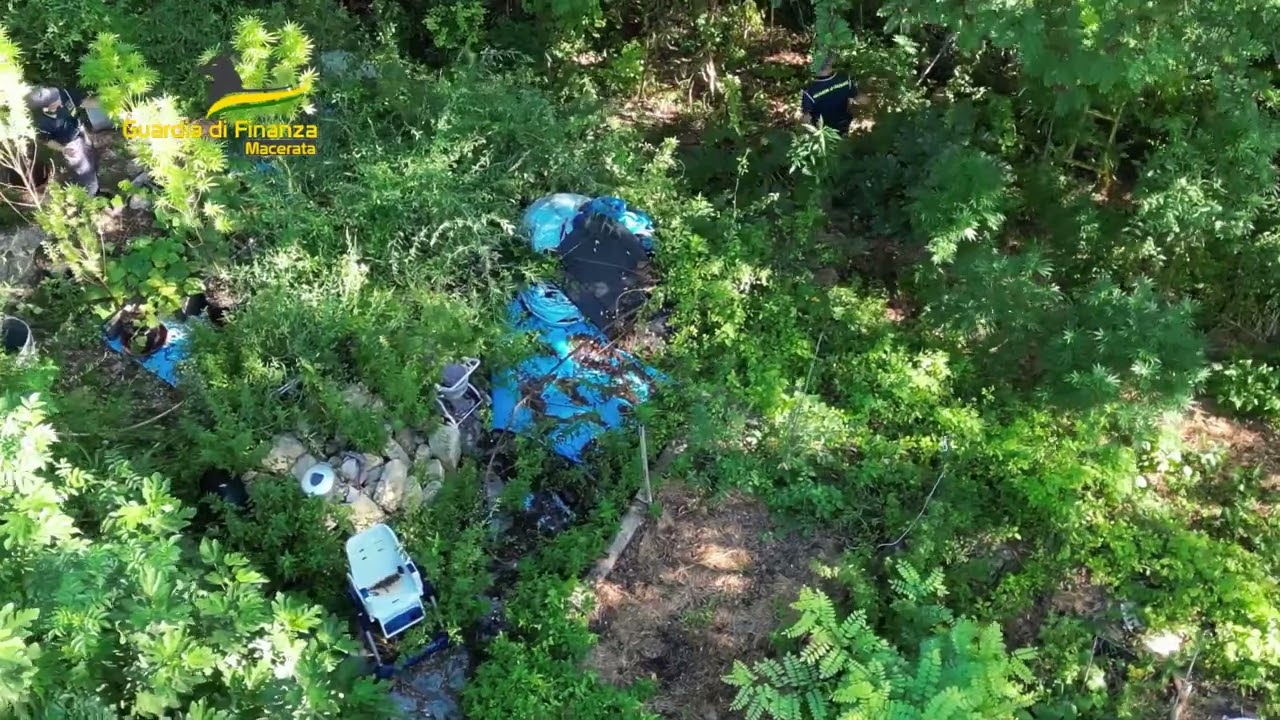 Sequestro piantagione marijuana a Penna San Giovanni