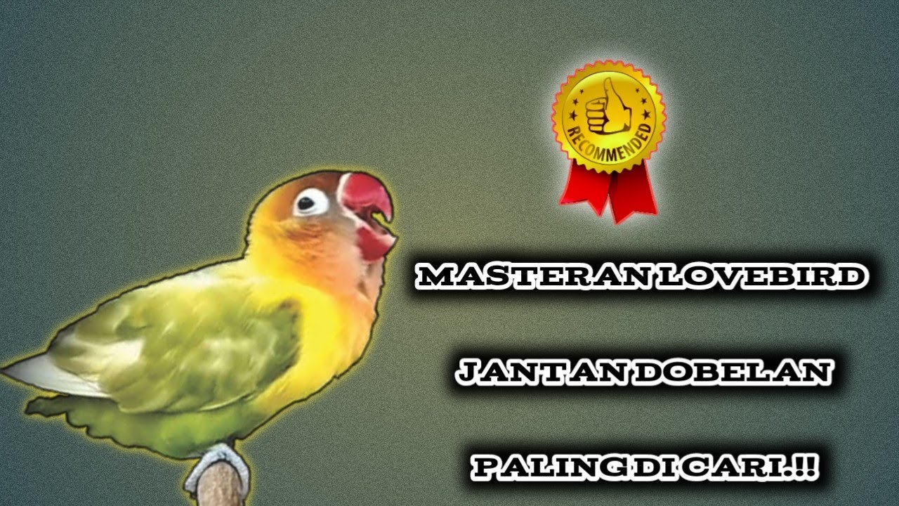 Masteran Lovebird Jantan Suara Minor.! Pancingan Ampuh Cetak Dobelan
