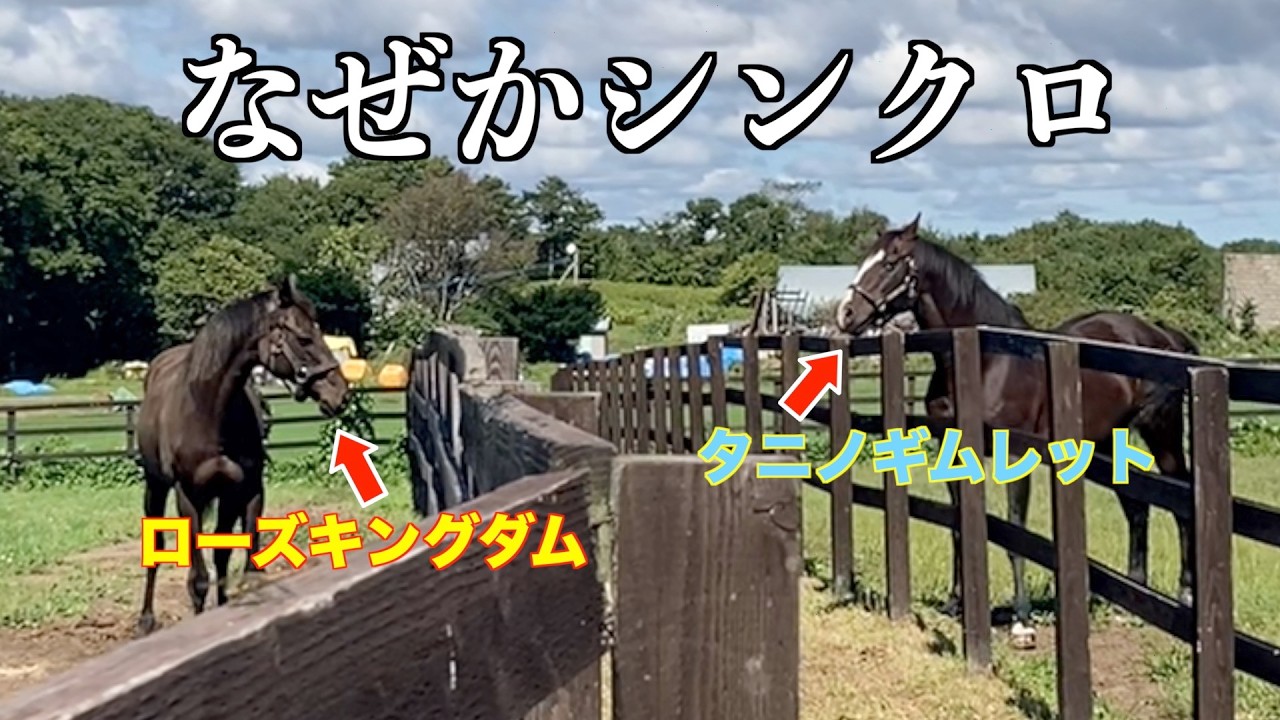 破壊神【タニノギムレット】なぜかシンクロ！？55選