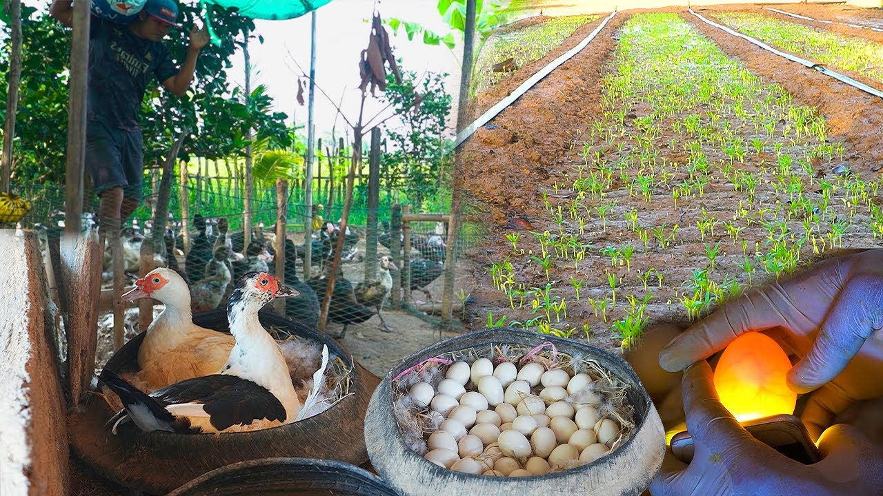 Duck Manure = Free Fertilizer! How I Use It for My Crops