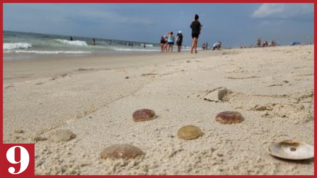 Hundreds stung by jellyfish on Florida beach