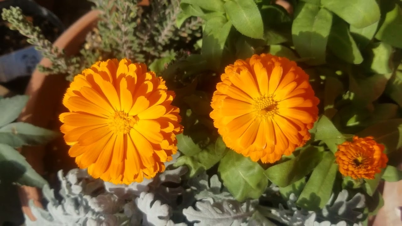 🌼ガーベラ🌼　お花　風に揺れるシーン