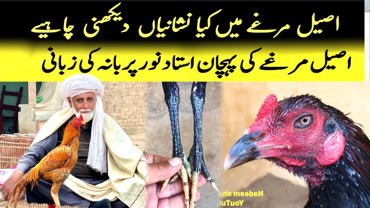 Aseel murghy ki pehchan by Ustad Noor Purbana
