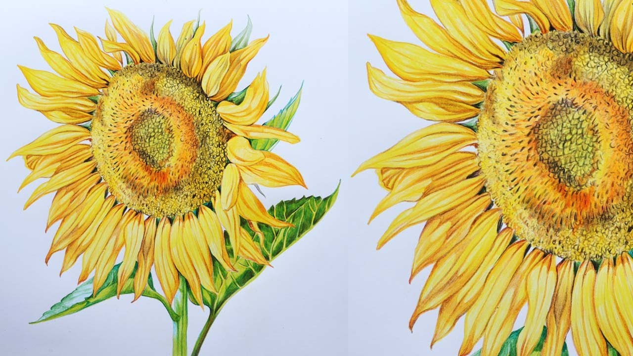 Sunflower Drawing in Color Pencils | Color Pencil Drawing | Flower Drawing