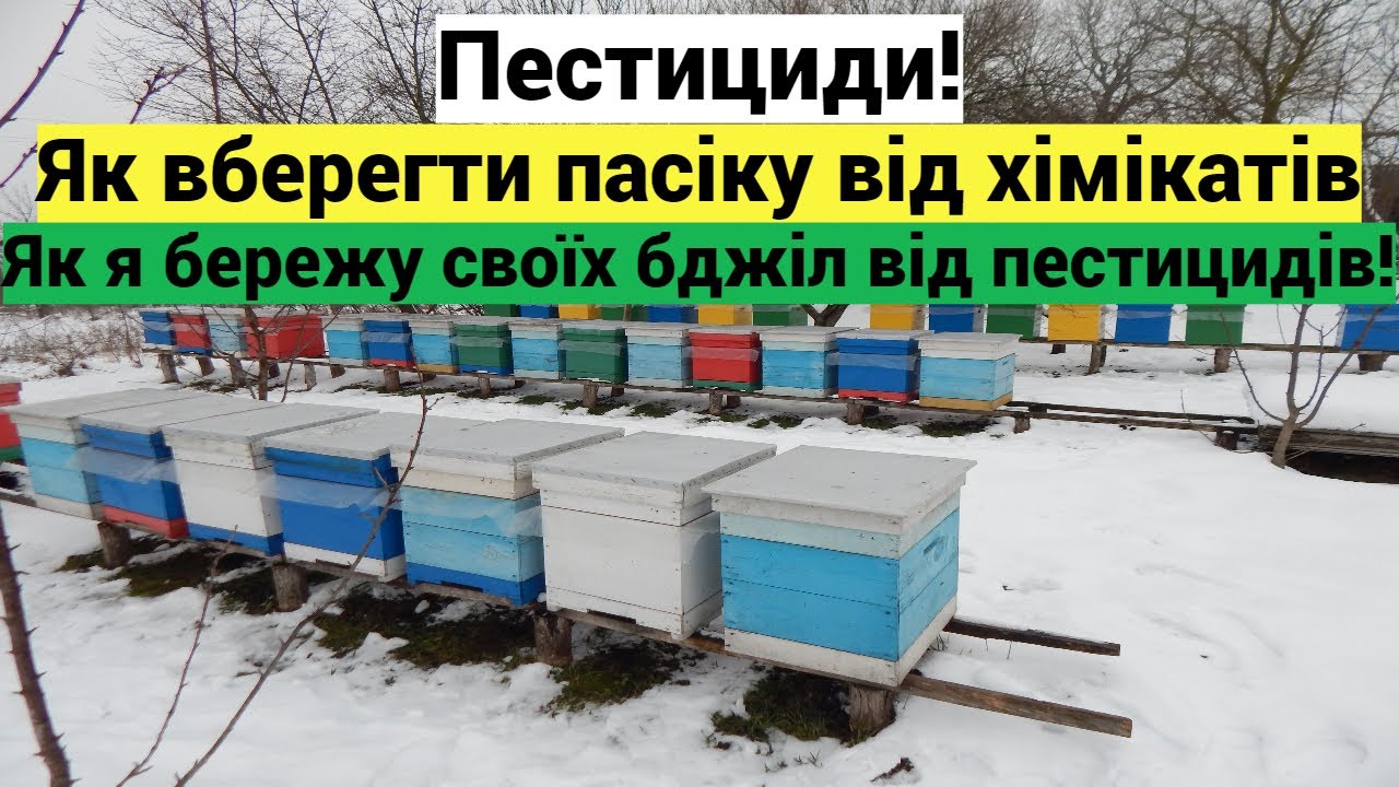 Пестициди або агрохімікати! Потрава бджіл. Як вберегти свою пасіку від потрав пестицидами, хімією.