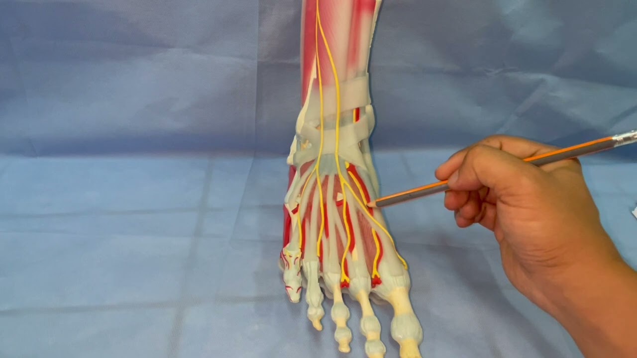 ANATOMIE FMPM - Maquette cheville et dos du pied