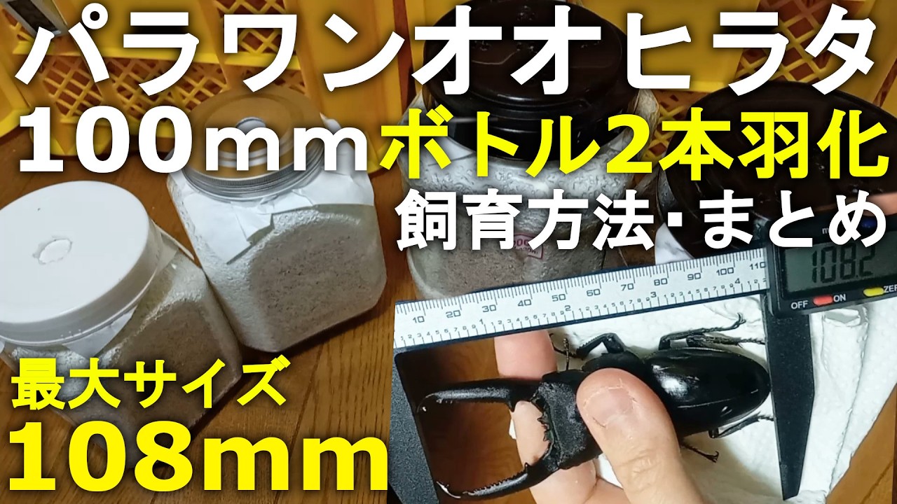 【初心者向け】パラワンオオヒラタクワガタ ボトル2本羽化での飼育方法(菌糸ビン・マット ) まとめ【100mm羽化】