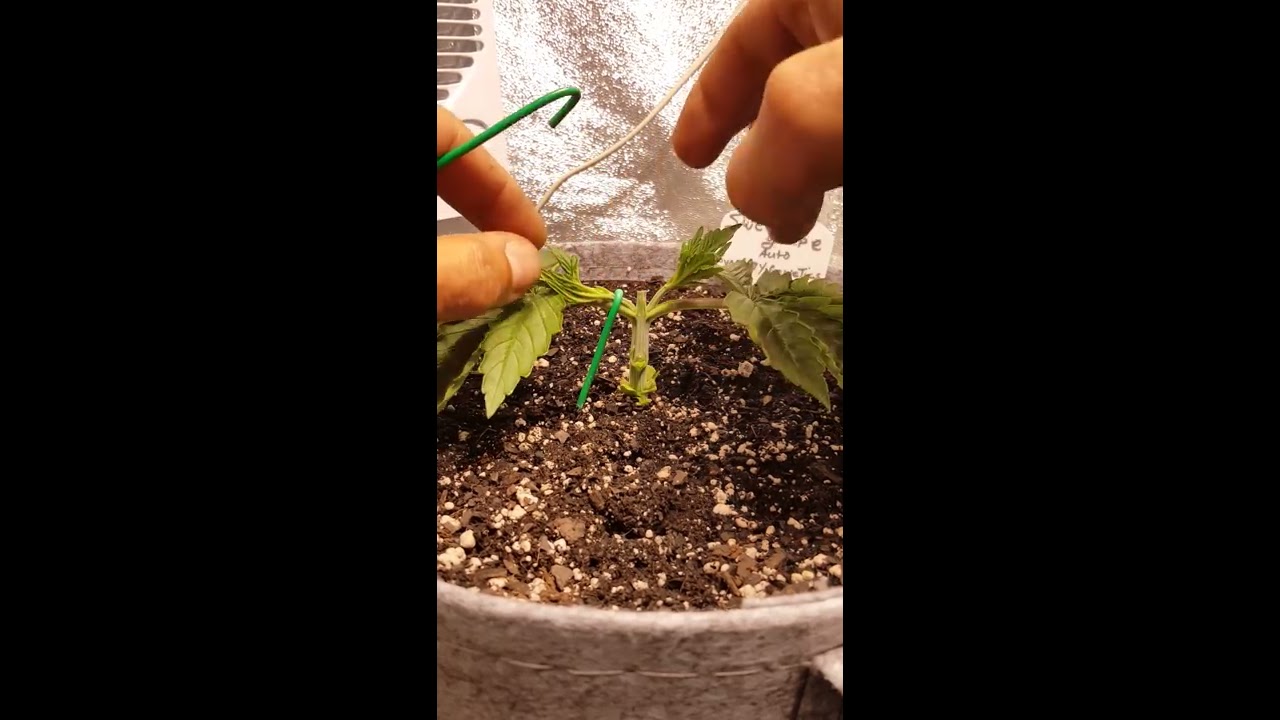 Green 75's Sweet Grape Autoflower by Synergy Automatic Genetics