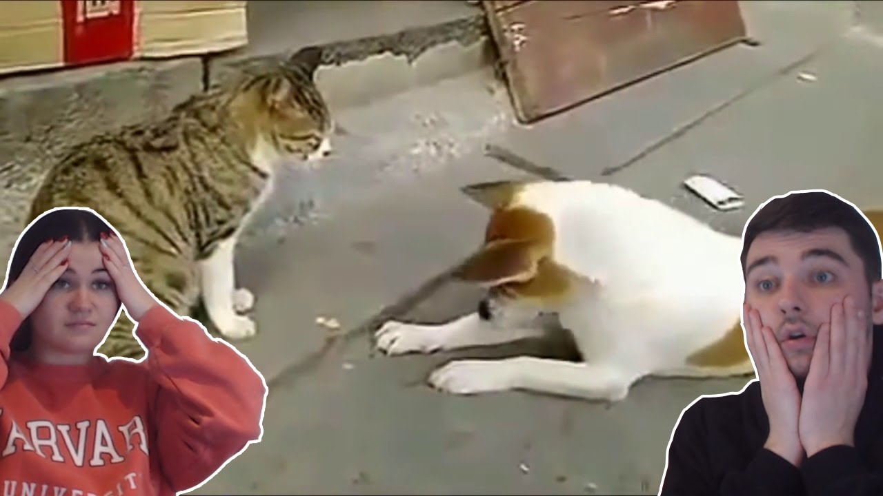 Angry Cats VS Dogs | British Couple Reacts