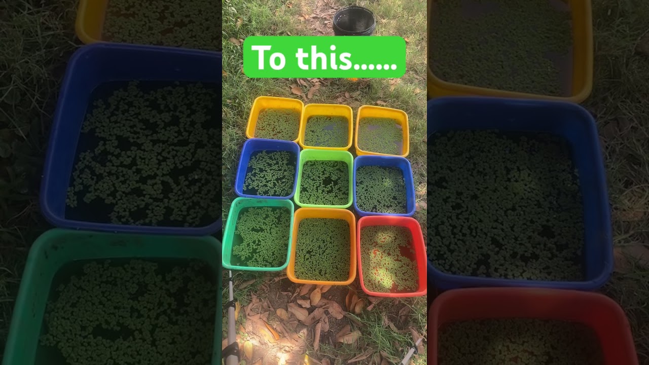 Azolla - Experiment 2 - update 26/03/24 #kampala #uganda #farming #azolla #azollafarming