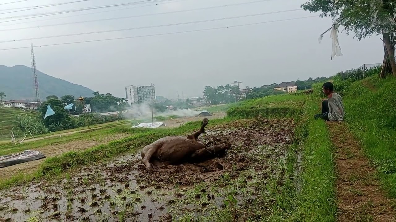 Sibagja Guyang Sa Bada Nga Wuluku. 01-02-2025