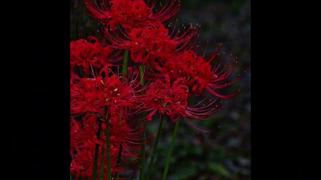 [FREE] H JeuneCrack & Jungle Jack Type Beat - "fleur"