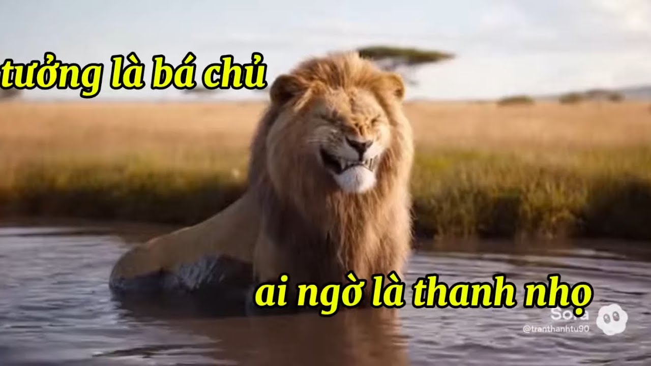 một con sư tử đực xui xẻo nhất thảo nguyên