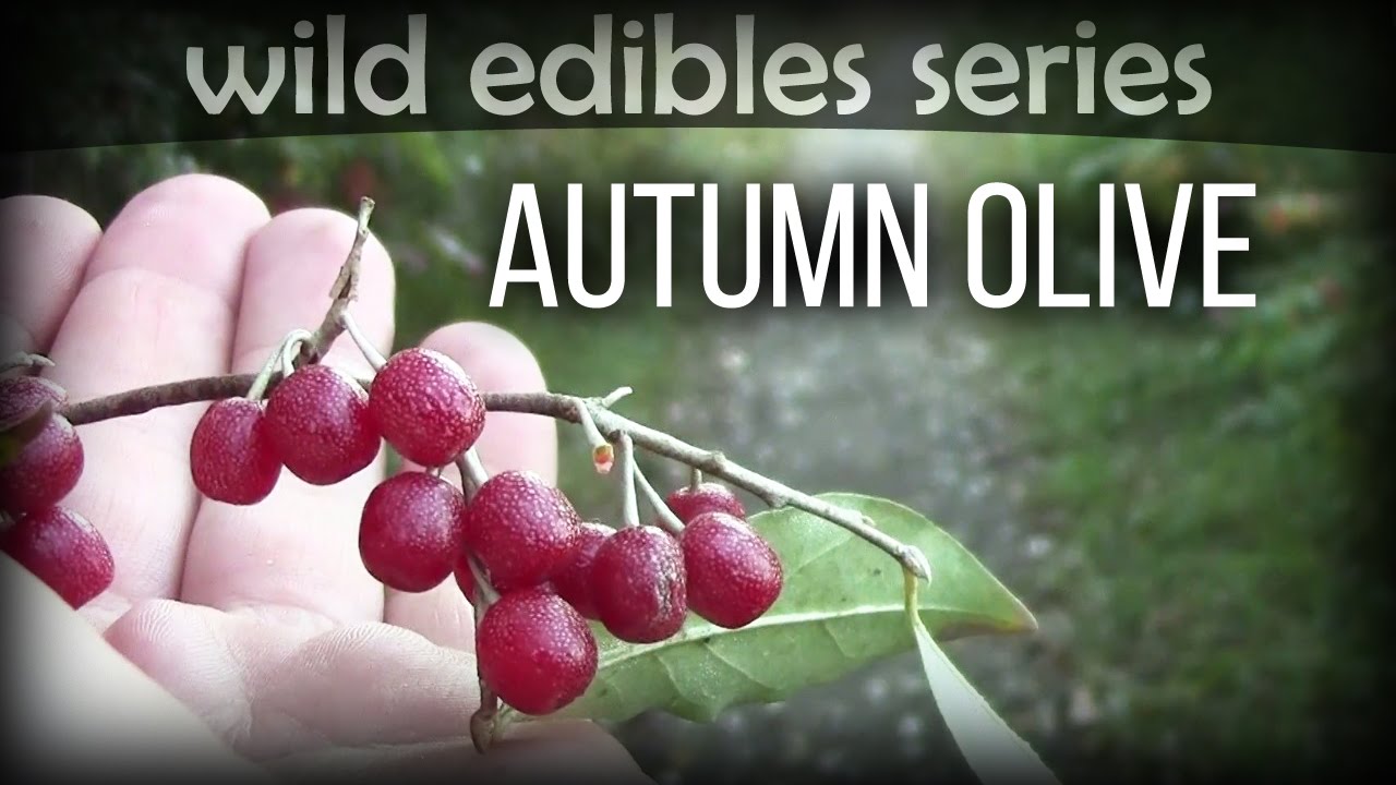 Autumn Olive - Wild Edibles Series