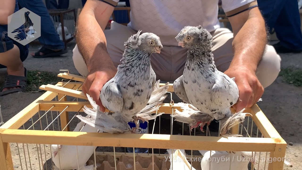 Птичий рынок г. Ташкент - ГОЛУБИ (05.06.2021) / Uzbek Pigeons