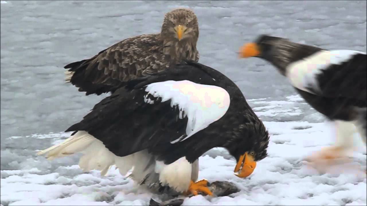 Steller's Sea Eagles of Japan